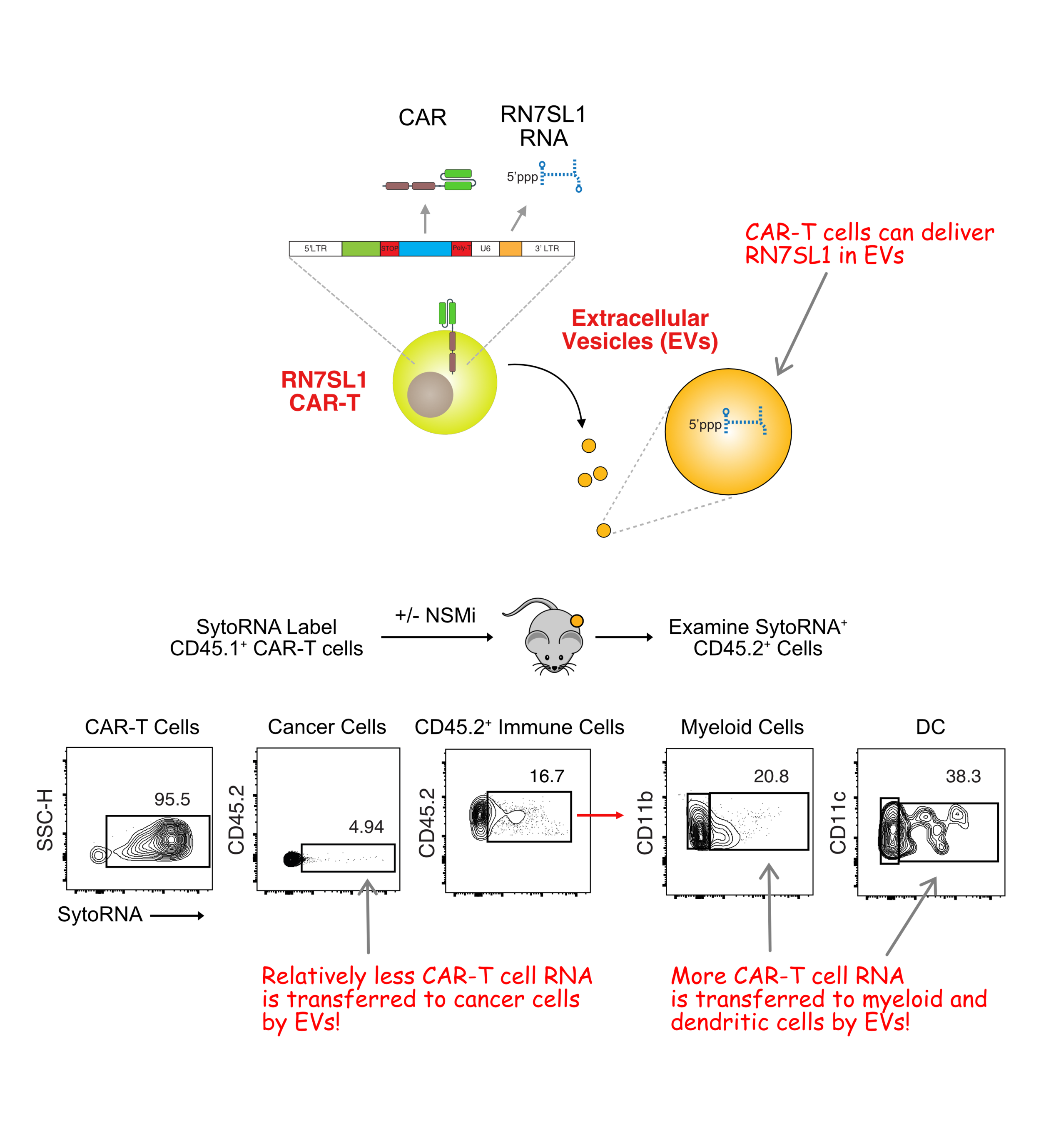 Enhancing IFN and Antigenicity with CAR-T Cells — Andy Minn Lab at